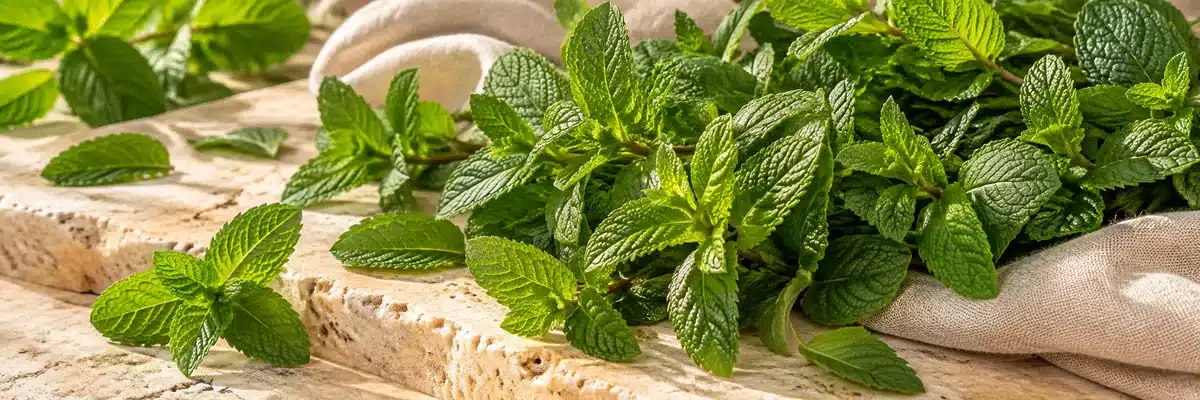 Feuilles de menthe fraîche illustrant la catégorie Thé à la menthe